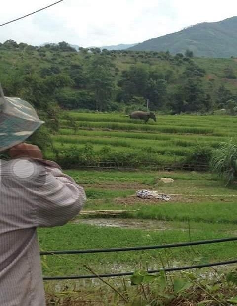 Sơn La: Người dân hốt hoảng vì voi rừng tắm ở ao cá, ngủ tại chuồng bò - Ảnh 1.
