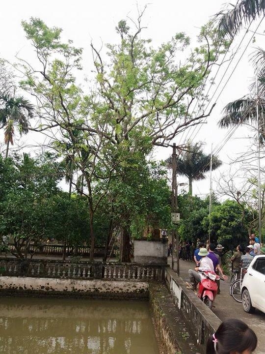 Cây sưa 200 tuổi lúc chưa bị chặt