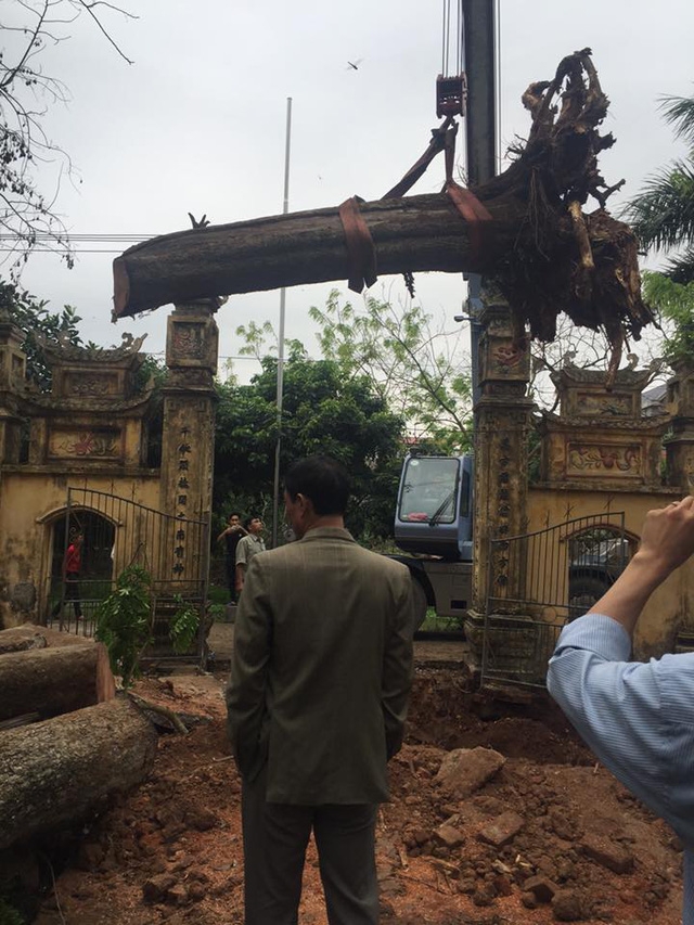 Hạ cây sưa 200 tuổi