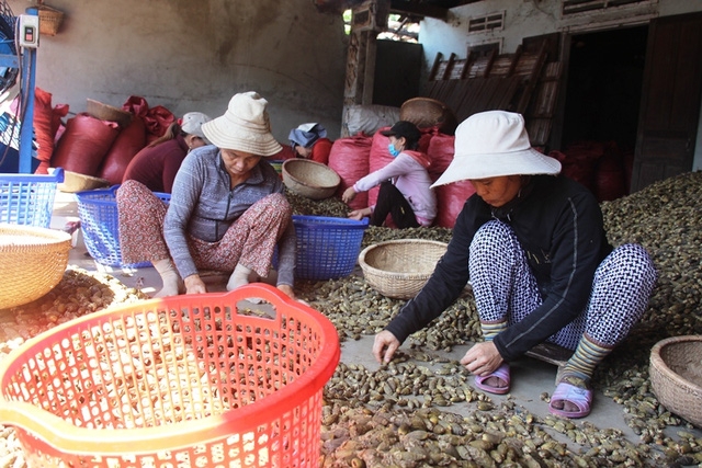  Các nhân công đang lựa cau non đạt chất lượng trước khi đi sấy để xuất sang thị trường Trung Quốc 