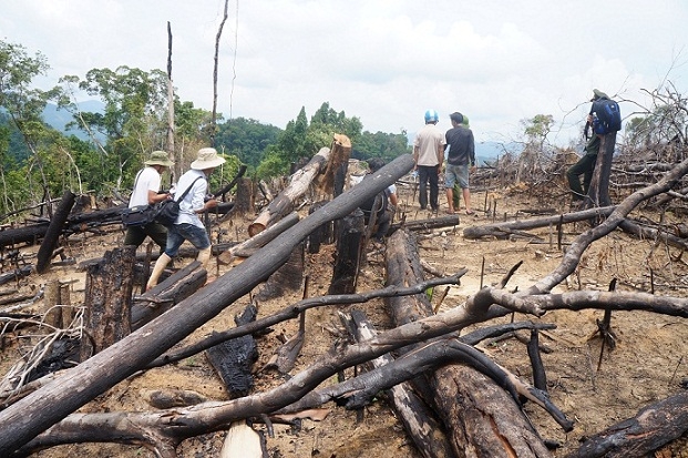 bat tam giam doi tuong pha rung phong ho o quang nam hinh anh 1