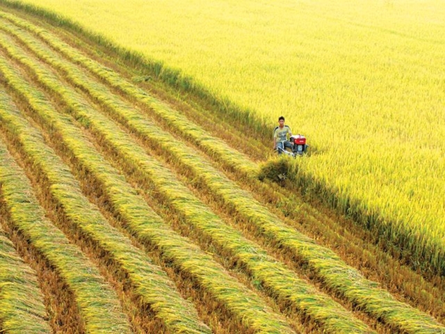 Theo các chuyên gia, cần phải dừng thời kỳ trồng nhiều lúa và chuyển sang thời kỳ tăng GDP