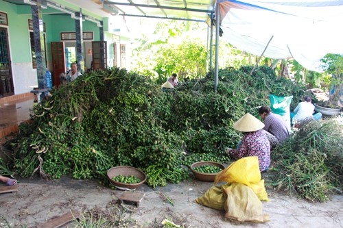 thuong-lai-san-lung-cau-non-xuat-sang-trung-quoc