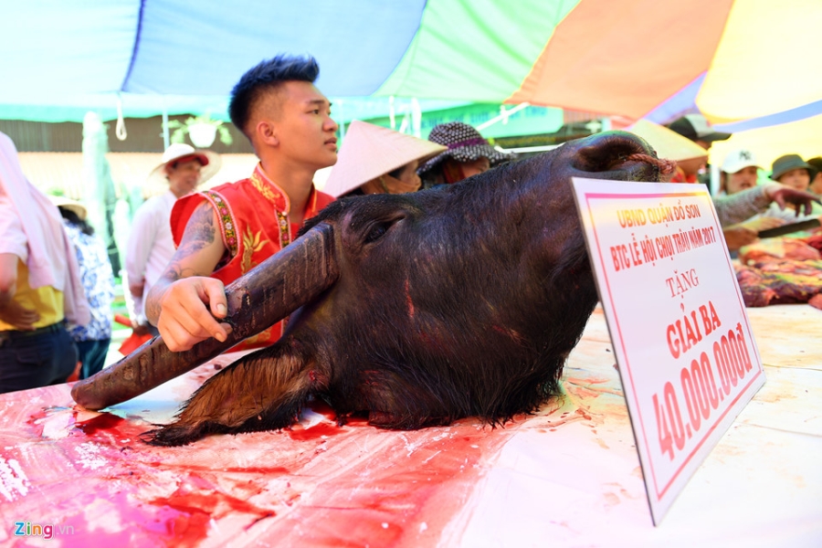 Vua doat giai, trau choi da bi xe thit hinh anh 15