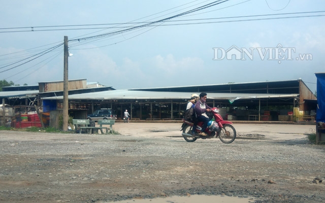 5.231 con lon (heo) bi bom thuoc an than: chi phat 35 trieu dong hinh anh 3