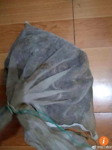 phat hien 50 ran doc trong vali o ga tau trung quoc hinh anh 2