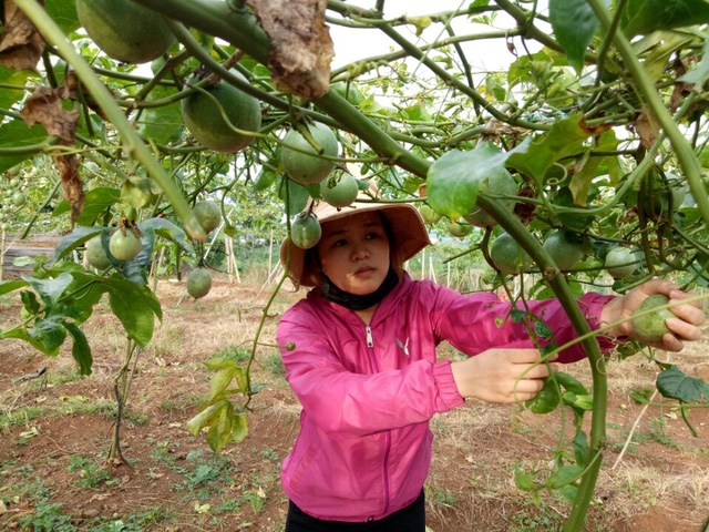  Thương lái Trung Quốc thường mua chanh dây giá cao hơn thương lái Việt Nam 