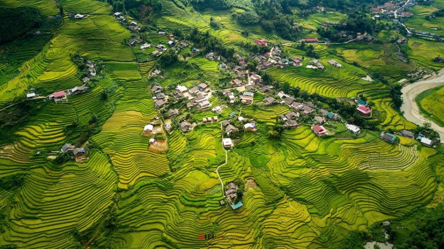 Canh sac nhu tranh cua Sa Pa mua lua chin hinh anh 3