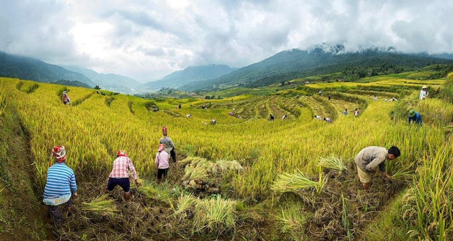 Canh sac nhu tranh cua Sa Pa mua lua chin hinh anh 6