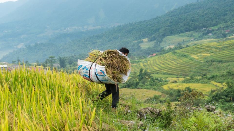 Canh sac nhu tranh cua Sa Pa mua lua chin hinh anh 7