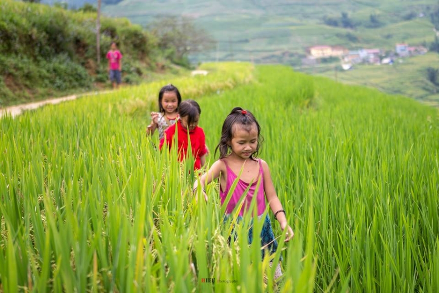 Canh sac nhu tranh cua Sa Pa mua lua chin hinh anh 8