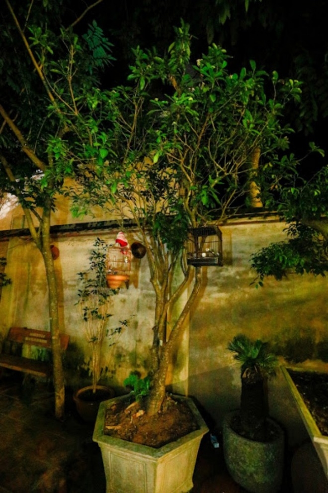 phu tho to nghiep 1.000m² toan do co cua vuong rau khong thua kem phu cua hoai linh - 13