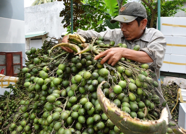 Cau sốt giá khiến người dân ồ ạt hái cau non để bán.