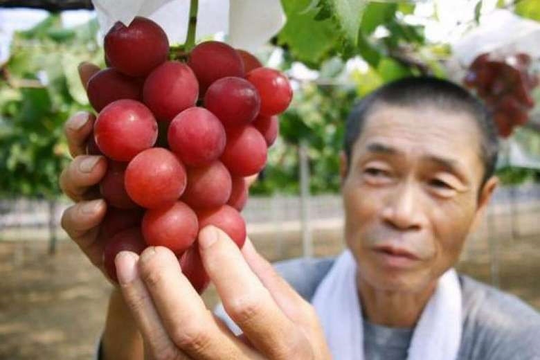 hoa quả nhật bản,hoa quả nhập khẩu,đặc sản nhà giàu