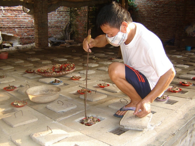 nuôi rắn,mãng xà