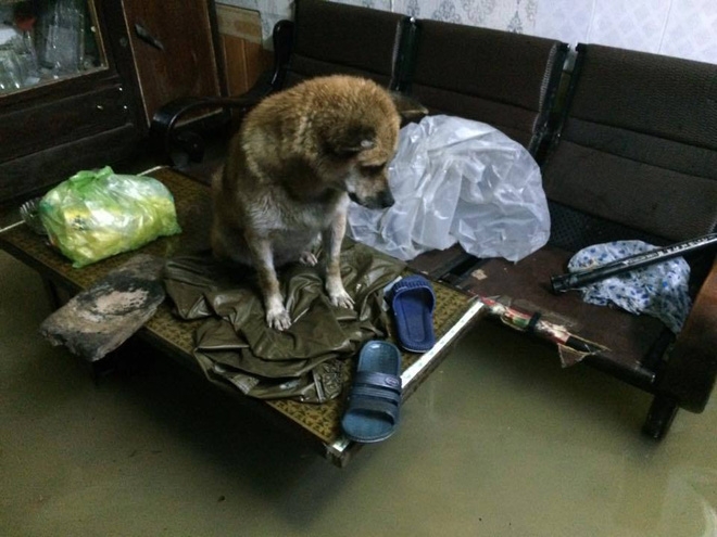 Mưa lớn, nước dâng cao và những khoảnh khắc đặc biệt trên mạng xã hội - Ảnh 22.