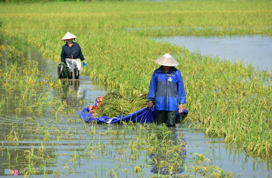Canh nuoc ngap tan noc nha o Ninh Binh hinh anh 6