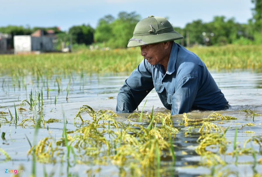 Canh nuoc ngap tan noc nha o Ninh Binh hinh anh 7