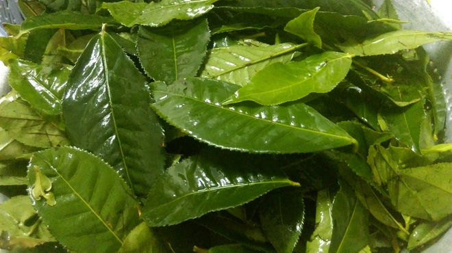 Giáo sư dinh dưỡng chia sẻ cách biến 10 thực phẩm thông thường thành vị thuốc quý - Ảnh 3.