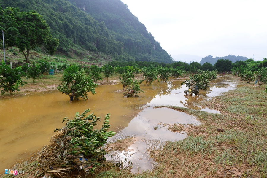 Canh dong cam noi tieng bi ngap nang, thiet hai hang ty dong hinh anh 1