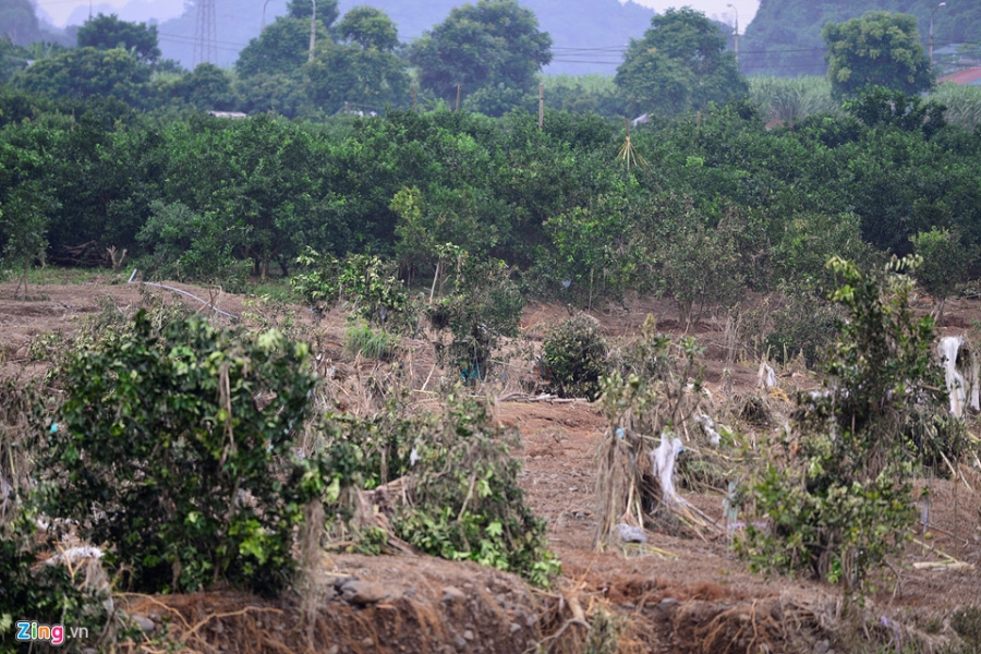 Cánh đồng cam nổi tiếng bị ngập nặng, thiệt hại hàng tỷ đồng hình ảnh 2 Canh dong cam noi tieng bi ngap nang, thiet hai hang ty dong hinh anh 2