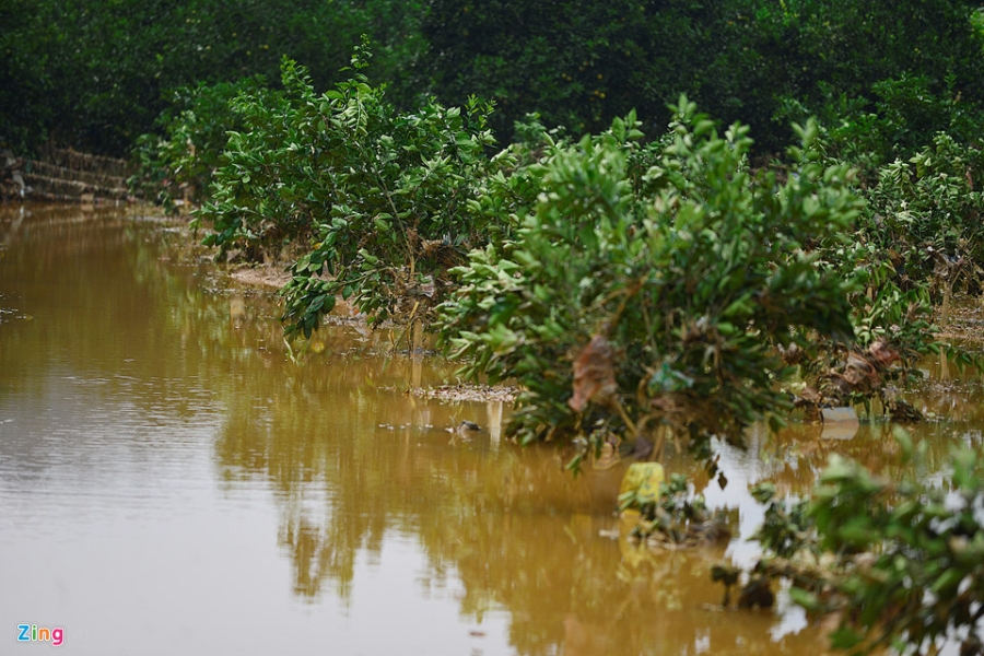 Cánh đồng cam nổi tiếng bị ngập nặng, thiệt hại hàng tỷ đồng hình ảnh 3 Canh dong cam noi tieng bi ngap nang, thiet hai hang ty dong hinh anh 3