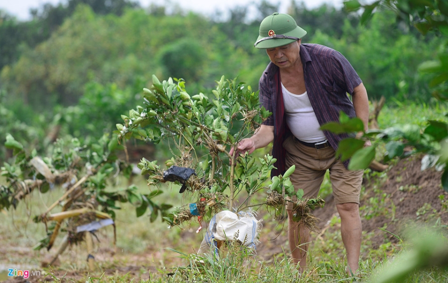Cánh đồng cam nổi tiếng bị ngập nặng, thiệt hại hàng tỷ đồng hình ảnh 4 Canh dong cam noi tieng bi ngap nang, thiet hai hang ty dong hinh anh 4