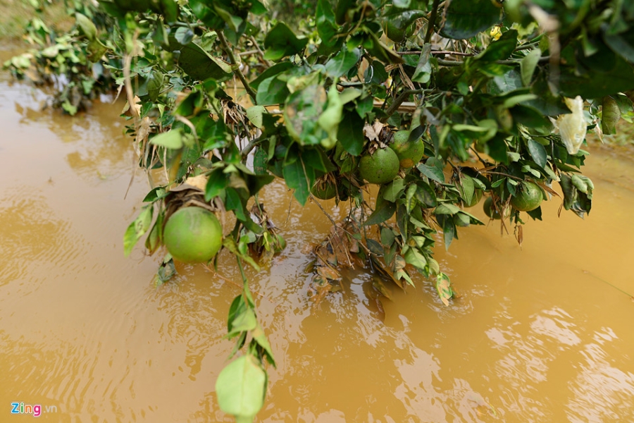 Cánh đồng cam nổi tiếng bị ngập nặng, thiệt hại hàng tỷ đồng hình ảnh 5 Canh dong cam noi tieng bi ngap nang, thiet hai hang ty dong hinh anh 5