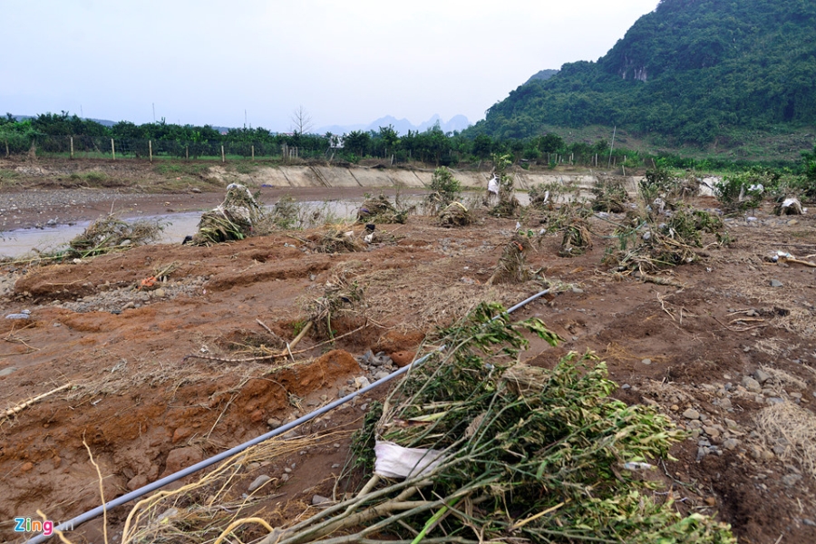 Cánh đồng cam nổi tiếng bị ngập nặng, thiệt hại hàng tỷ đồng hình ảnh 6 Canh dong cam noi tieng bi ngap nang, thiet hai hang ty dong hinh anh 6