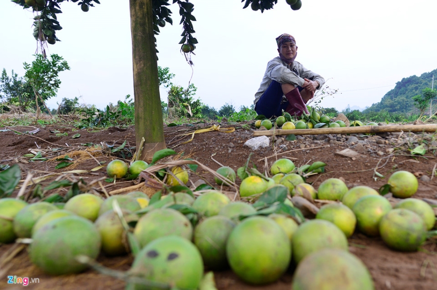 Cánh đồng cam nổi tiếng bị ngập nặng, thiệt hại hàng tỷ đồng hình ảnh 7 Canh dong cam noi tieng bi ngap nang, thiet hai hang ty dong hinh anh 7