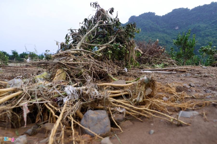 Cánh đồng cam nổi tiếng bị ngập nặng, thiệt hại hàng tỷ đồng hình ảnh 9 Canh dong cam noi tieng bi ngap nang, thiet hai hang ty dong hinh anh 9