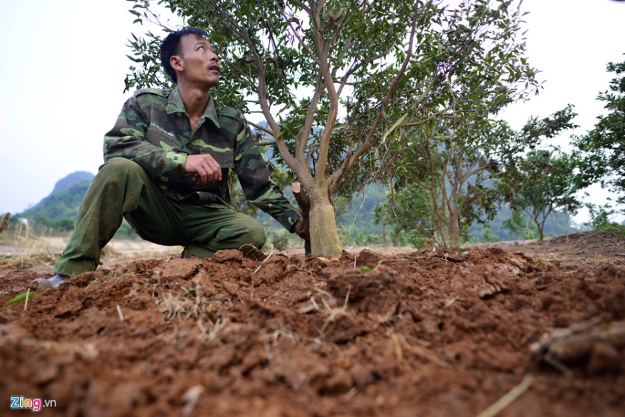 Canh dong cam noi tieng bi ngap nang, thiet hai hang ty dong hinh anh 12