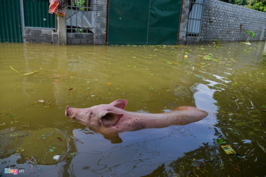 Nuoc van chua rut, dan Ha Noi che be 'dac chung' hinh anh 13