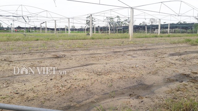 mua lon keo dai, vua rau hu thoi, mua rau xanh kho hon mua thit hinh anh 1