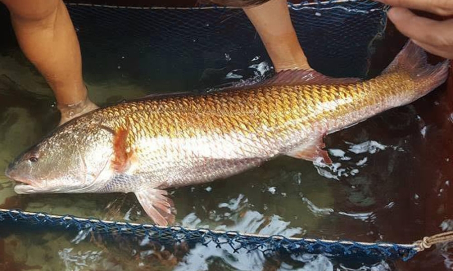 Bong bóng cá chục triệu/kg, có loại 1 tỷ đồng/kg chỉ bán cho nhà giàu Việt - ảnh 4
