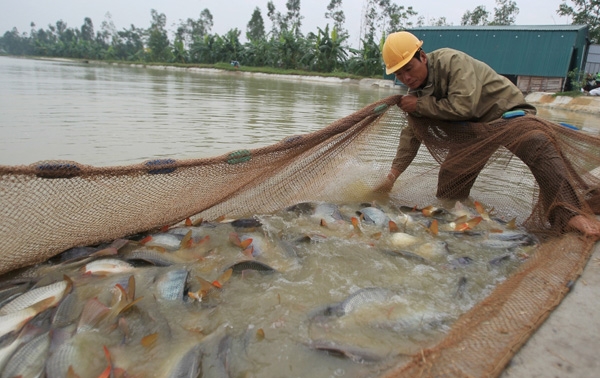 pho bi thu thanh uy ha noi: tien da bo tri, khong tieu duoc la loi hinh anh 3
