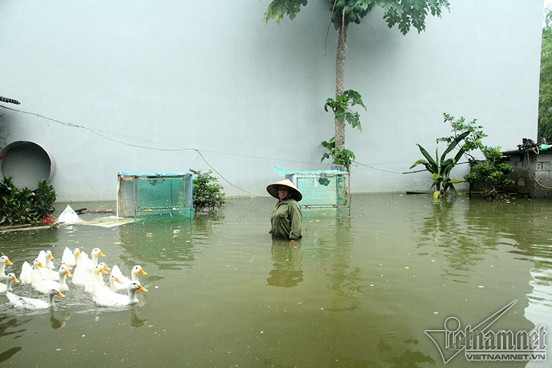 lũ lụt, mưa lụt, ngập lụt, lũ lụt ở Chương Mỹ, vỡ đê, mưa lũ, ngập lụt ở Hà Nội