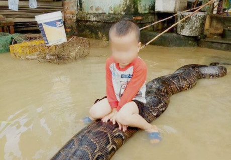 Bé trai cưỡi trăn ở Thanh Hóa: Xử phạt gia đình nuôi trăn 3 triệu đồng - Ảnh 1