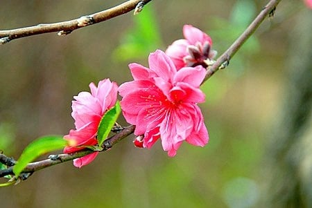  Đề xuất nghỉ Tết Mậu Tuất sẽ gồm 7 ngày, trong đó nghỉ trước Tết 2 ngày và sau Tết 5 ngày. 