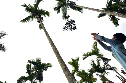 cau-tuoi-tang-gia-ky-luc-vi-trung-quoc