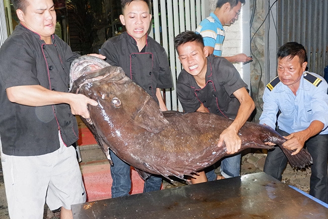 Bong bóng cá, hoa quả nhập khẩu, rau xanh, quà tặng 20/10, thủy quái, thủy tùng, nu hương đỏ, gỗ quý