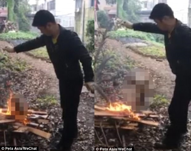 phan no canh nuong song cho tren lua de an thit o tq hinh anh 1