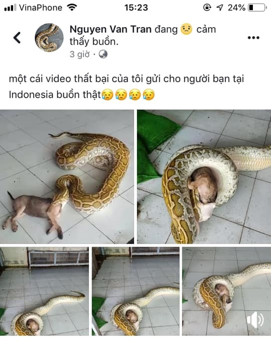 Thanh niên bị lên án vì cho trăn nuốt nguyên con chó