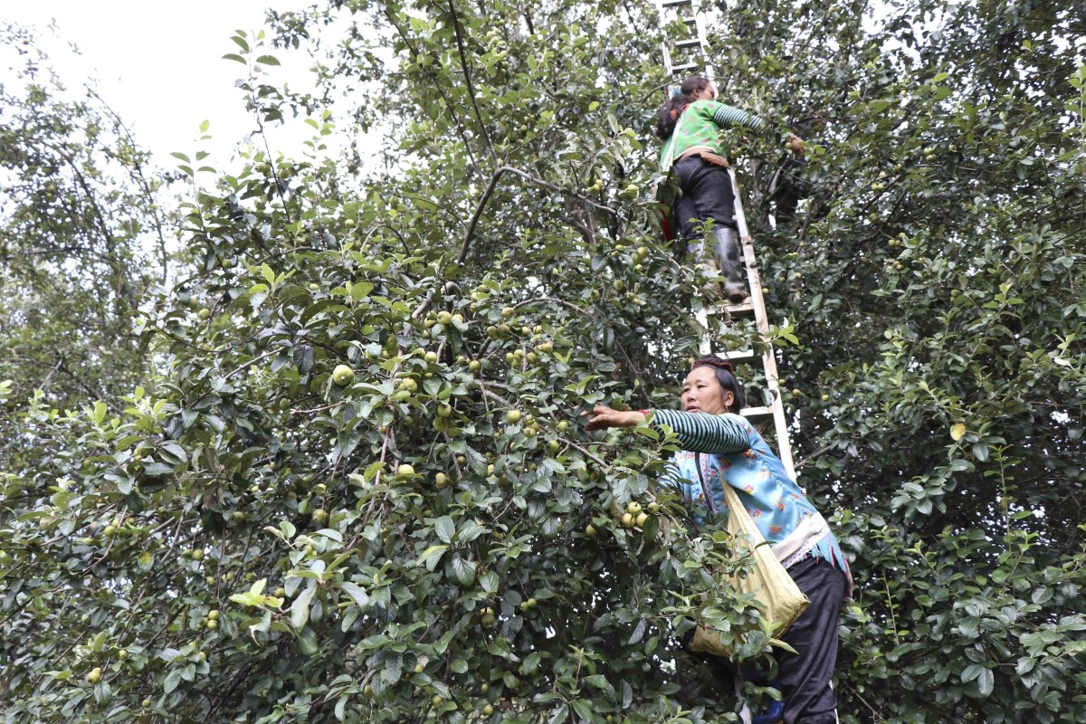 Hoa Sơn Tra nở trắng trên đỉnh Pha Đin - 11