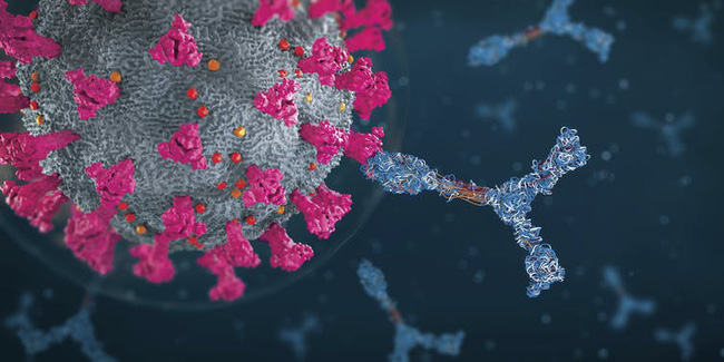 Hình ảnh cho thấy một kháng thể (ở bên phải) tấn công một hạt coronavirus, với các protein gai hình gậy đánh gôn (màu hồng đậm). Ảnh: Christoph Burgstedt/Getty Images