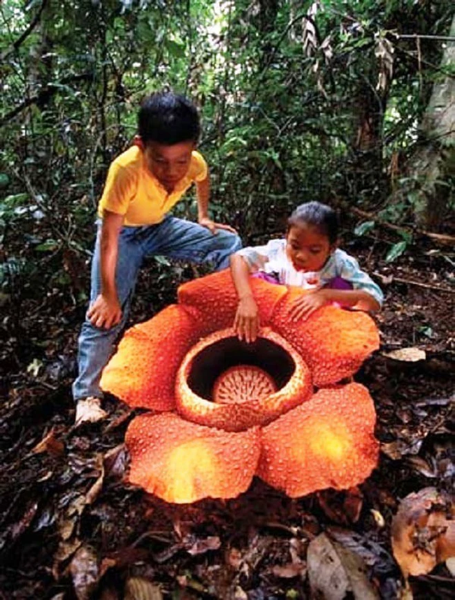Tên của loài hoa 
