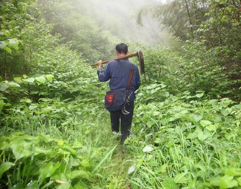 Lên núi hái thuốc, vô tình đụng trúng kho vàng khổng lồ thời nhà Minh