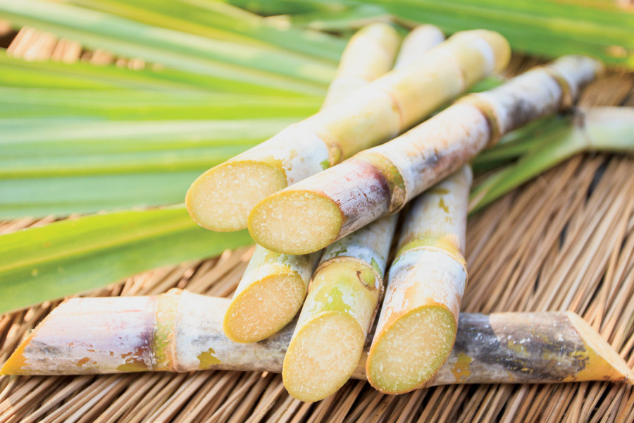 Mía là loại cây được trồng ở nhiều nước trên thế giới, dùng sản xuất đường. Ảnh: Farm & family