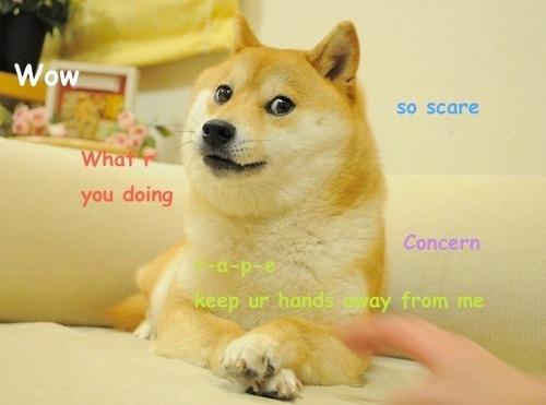 Chú chó gắn liền với meme &quot;Doge&quot; qua đời - 2
