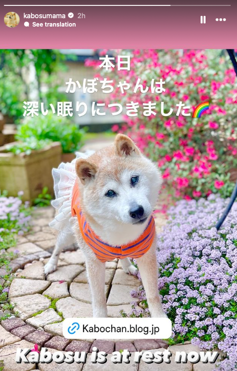 Chú chó gắn liền với meme &quot;Doge&quot; qua đời